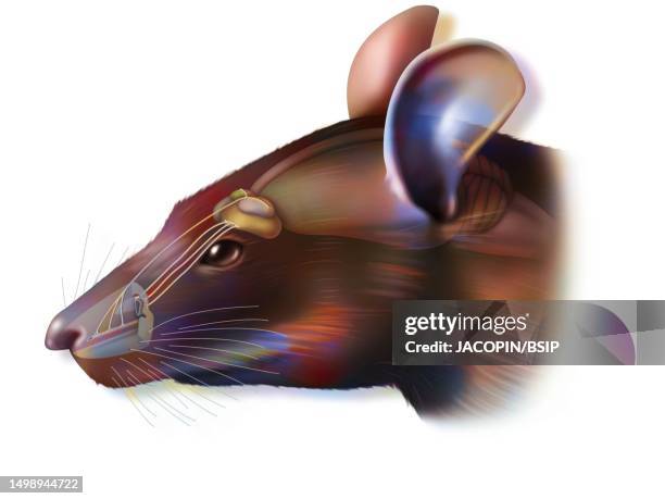rat vomeronasal organ - peripheral nervous system stock illustrations