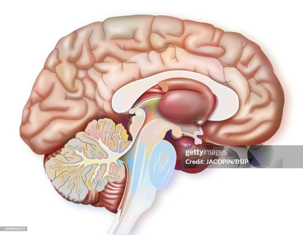 Brain drawing