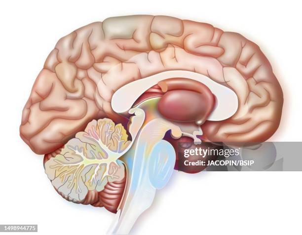 brain drawing - amygdala stock illustrations