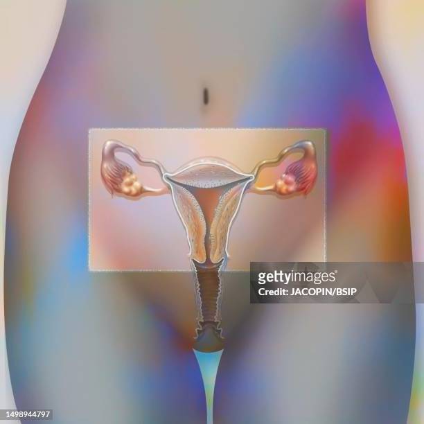 female reproductive system drawing - myometrium stock illustrations