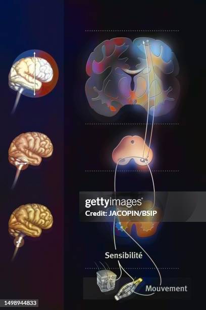 ilustraciones, imágenes clip art, dibujos animados e iconos de stock de sensorimotor system - sistema nervioso periférico