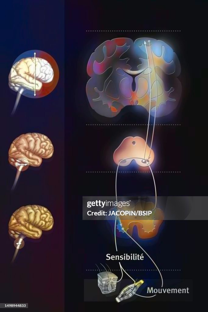 Sensorimotor system
