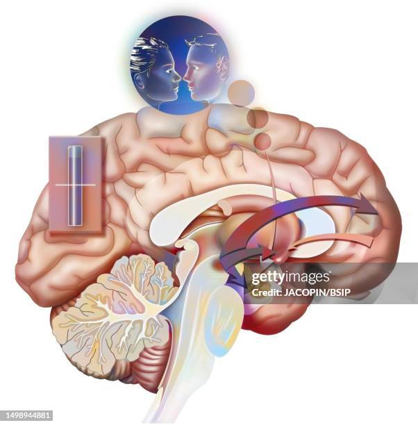 brain love drawing - nucleus accumbens stock illustrations