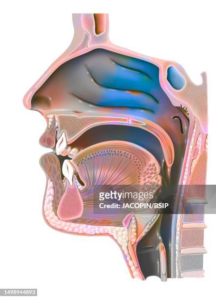 pharynx drawing - fauces stock illustrations