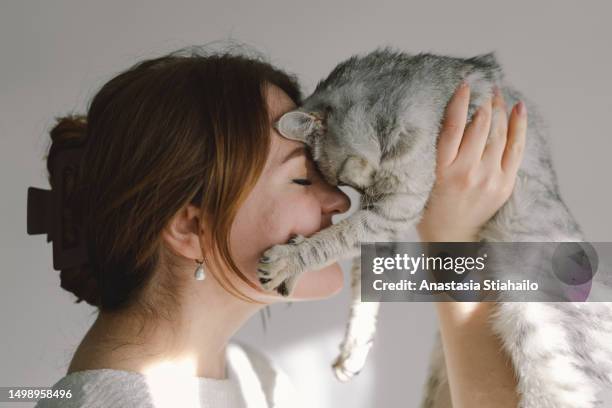 a woman enjoys her scottish straight cat. - アメリカンショートヘア ストックフォトと画像