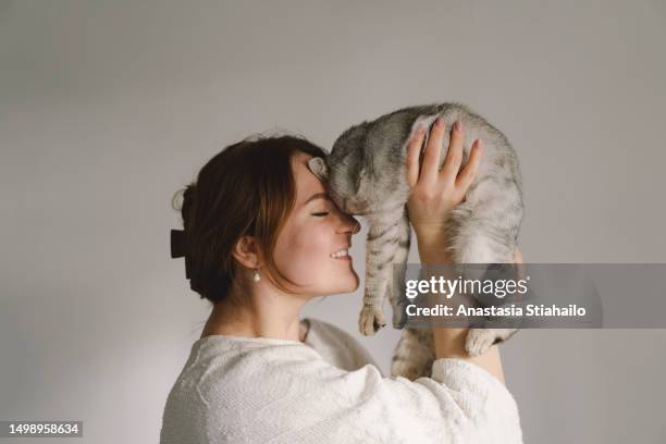 a woman enjoys her scottish straight cat. - kitten purring stock pictures, royalty-free photos & images