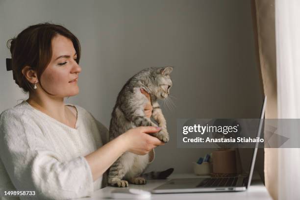 a woman consults with the vet on the laptop of her  cat. - consultation lake fotografías e imágenes de stock