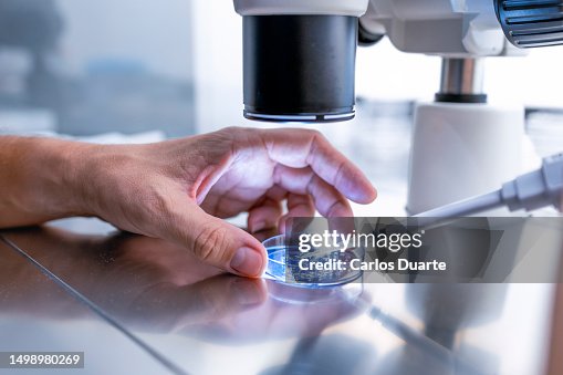 Close up In the fertility laboratory the Doctor preparing embryo cultivation plates