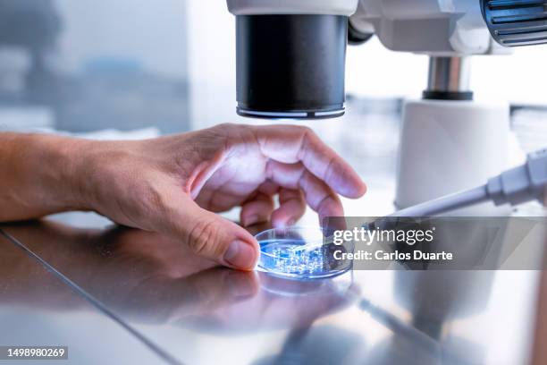 close up in the fertility laboratory the doctor preparing embryo cultivation plates - biologia imagens e fotografias de stock