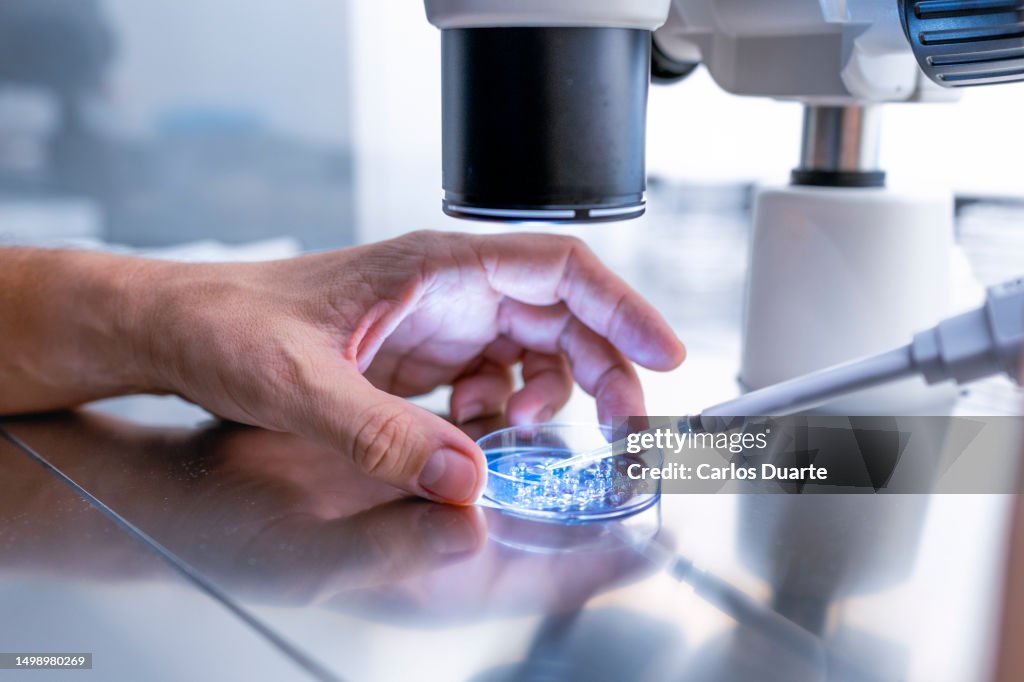 Close up In the fertility laboratory the Doctor preparing embryo cultivation plates