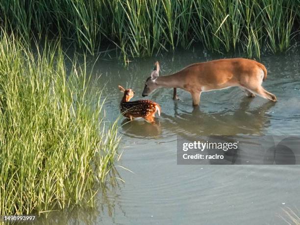 Doe V Reed 31 Fawn Reed Stock Photos, High-Res Pictures, and Images - Getty Images