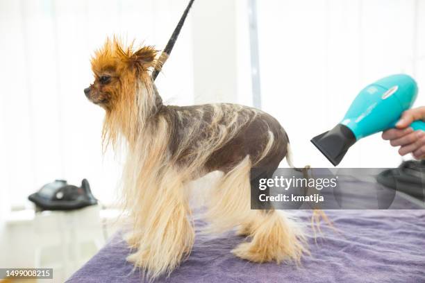 perro pomerania con alopecia x enfermedad en salón de peluquería de mascotas - alopecia fotografías e imágenes de stock