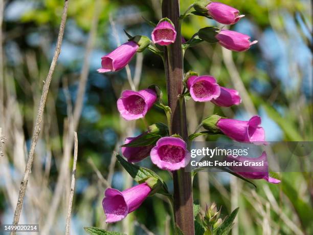 purple foxglove (digitalis purpurea) - ballycastle stock pictures, royalty-free photos & images