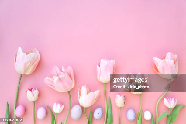 tulips - easter egg isolated stock pictures, royalty-free photos & images