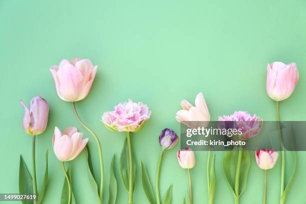 tulipas - tulipa-família-do-lírio - fotografias e filmes do acervo