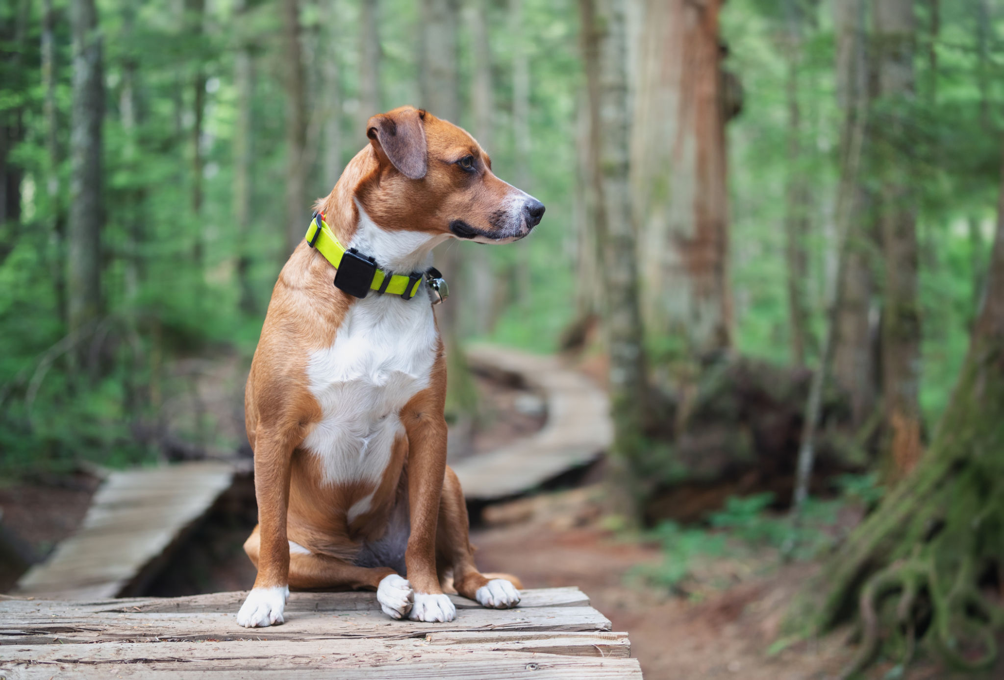 Dog with gps tracker in forest. Dog with gps tracker in forest.