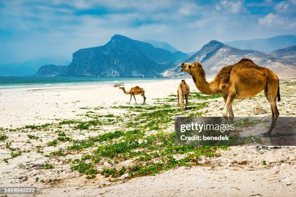 beach wild camels salalah dhofar oman - arabian sea stock pictures, royalty-free photos & images