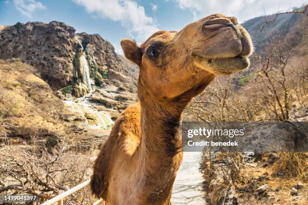 camel wadi darbat salalah dhofar oman - kamel bildbanksfoton och bilder