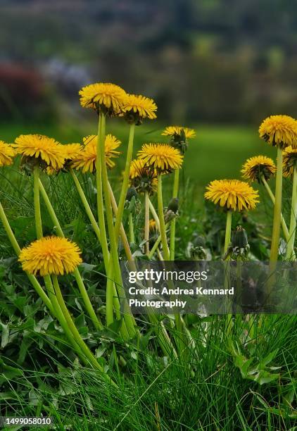 dandelions - dandelion leaf stock pictures, royalty-free photos & images