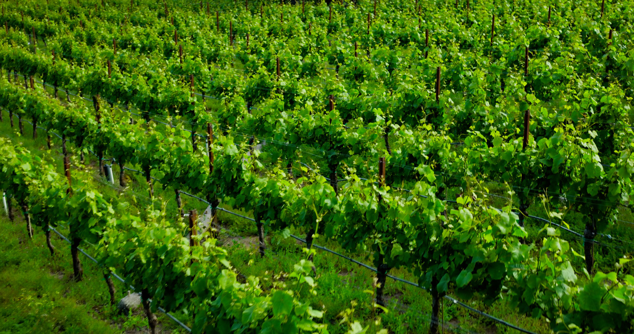 vineyards california
