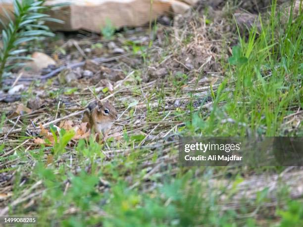 chipmunk in backyard - eastern chipmunk stock pictures, royalty-free photos & images