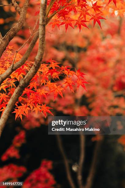 autumn japanese maple leaves - japanese maple stockfoto's en -beelden