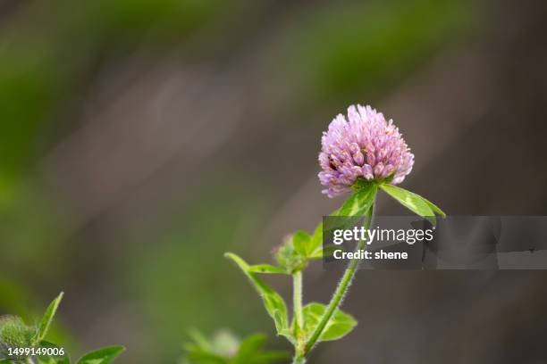 clover flower - clover sprouts stock pictures, royalty-free photos & images