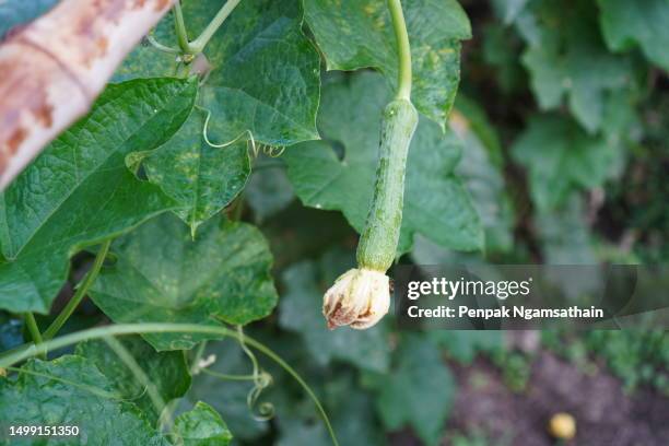 luffa acutangular, cucurbitaceae green vegetable fresh on brown fabric in garden on nature background - loofah stock pictures, royalty-free photos & images