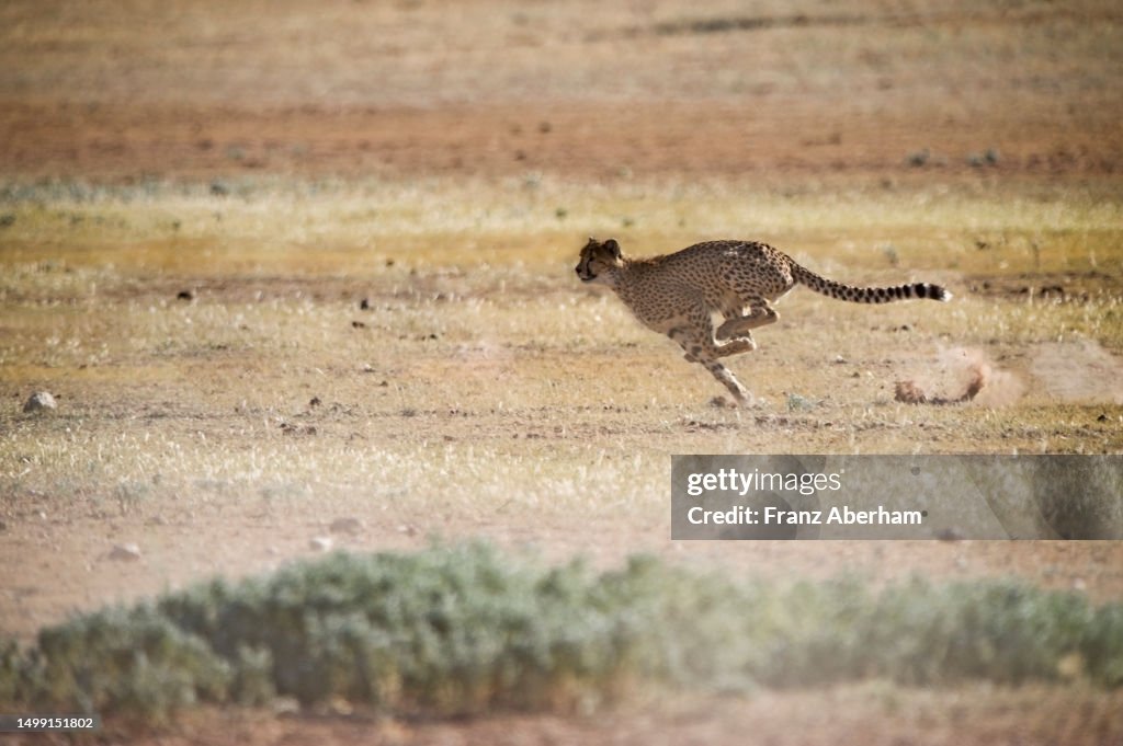 Cheetah in hunting speed