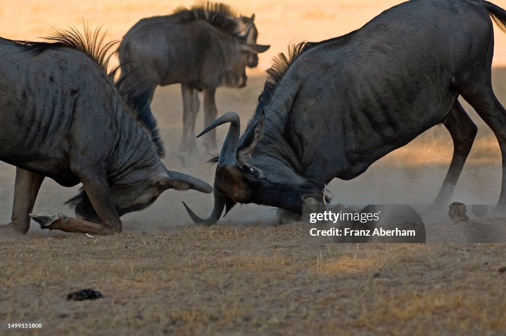 Wildebeest fighting