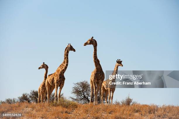 giraffes in the kalahari desert - parco nazionale kalahari gemsbok foto e immagini stock