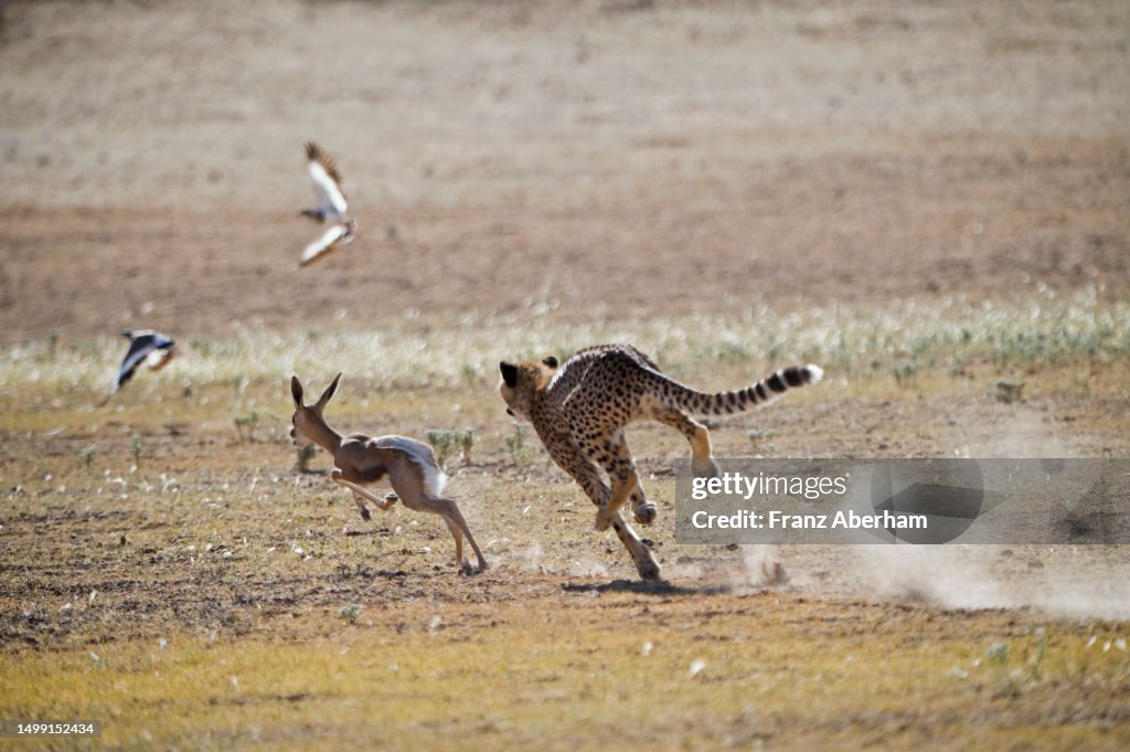 Young Cheetah hunting a young Springbok