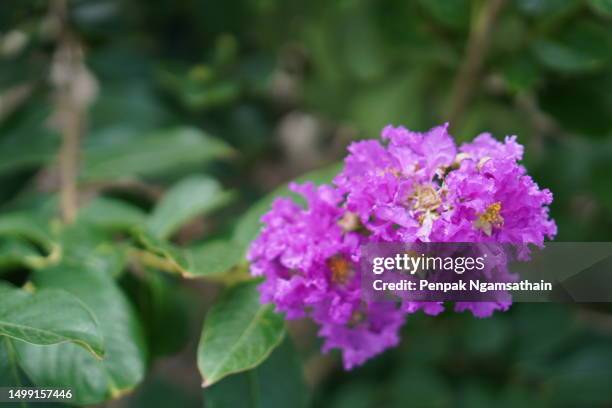 lagerstroemia floribunda jack, thai crape myrtle violet flower - crape myrtle stock-fotos und bilder