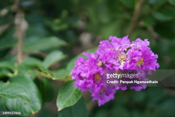 lagerstroemia floribunda jack, thai crape myrtle violet flower - true myrtle stock pictures, royalty-free photos & images