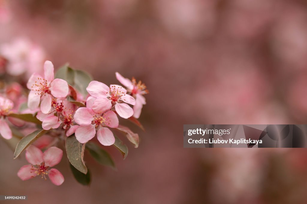 Pink apple tree flowers