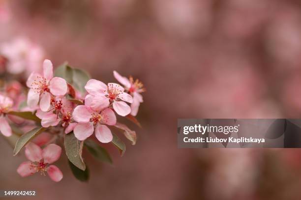 pink apple tree flowers - sakura photos et images de collection
