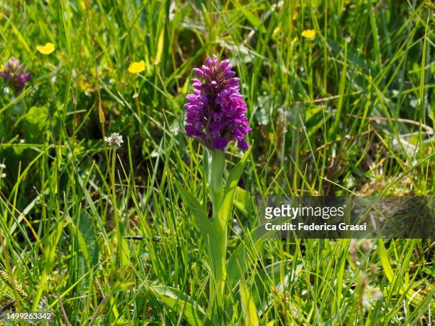 broad-leaved marsh orchid (dactylorhiza majalis) - fuchsia orchids stock pictures, royalty-free photos & images