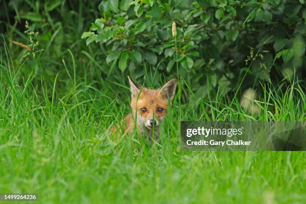 red fox cub [vulpes vulpes] - fox pup stock pictures, royalty-free photos & images