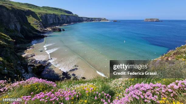 sea thrift (armeria maritima) - northern ireland coast stock pictures, royalty-free photos & images