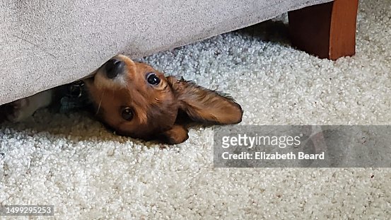 Long-haired miniature dachshund puppy peeking from under furniture
