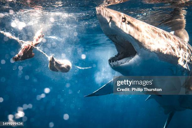 close up of great white shark with open mouth showing teeth feeding on bait - white shark surfacing stock pictures, royalty-free photos & images