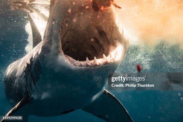 extreme close up of great white shark attack with open mouth showing teeth feeding on bait with blood in the water - white shark surfacing stock pictures, royalty-free photos & images