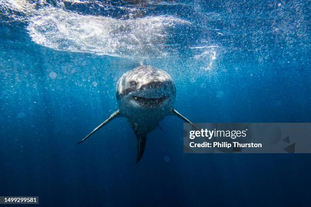 front on shot of ominous looking great white shark smiling at camera - animal mouth stock pictures, royalty-free photos & images