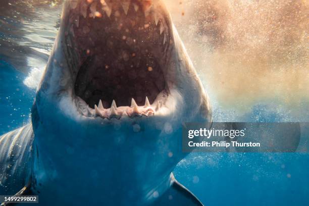 extreme close up of great white shark attack with open mouth showing teeth feeding on bait with blood in the water - white shark surfacing stock pictures, royalty-free photos & images