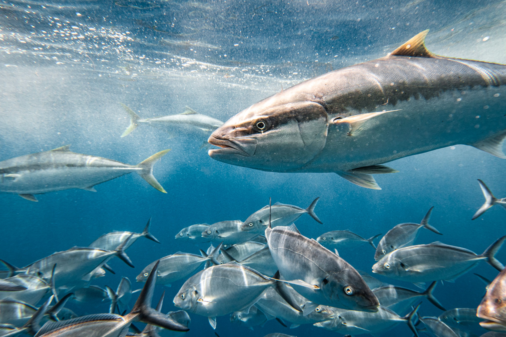 giant trevally fishing