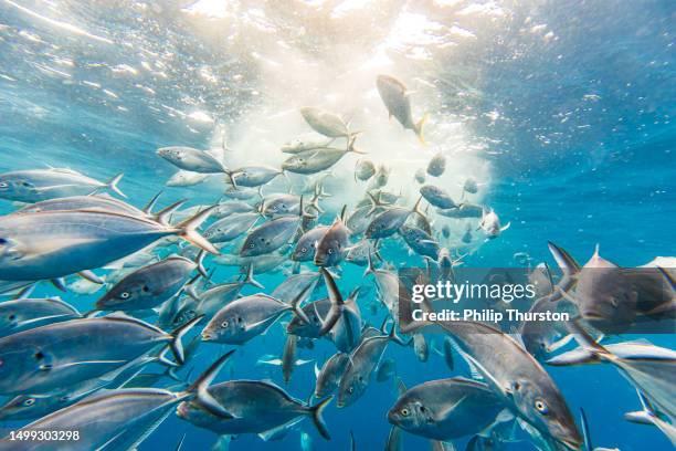 large school of silver jack bigeye trevally fish in feeding frenzy in clear blue water - jack fish stock pictures, royalty-free photos & images