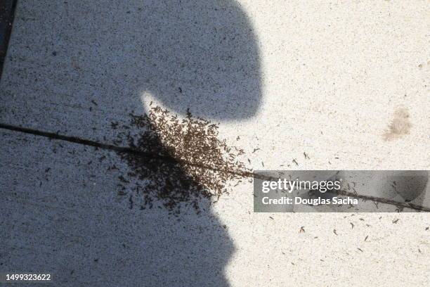 colony of ant type insects on the paved sidewalk - picada de hormiga de fuego roja fotografías e imágenes de stock