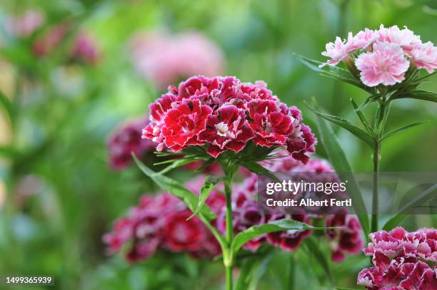 red-dianthus-barbatus.jpg?s=
