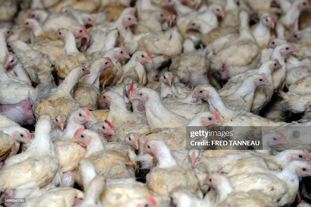 FRANCE-AGRICULTURE-CHICKEN