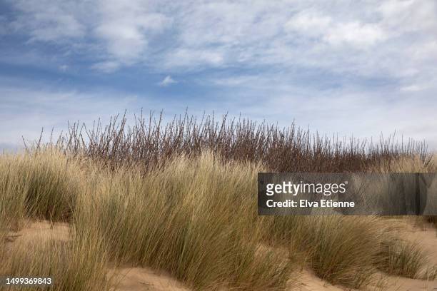 marram grass growing on sand dunes at a coast in england in springtime. - natural pattern stock pictures, royalty-free photos & images